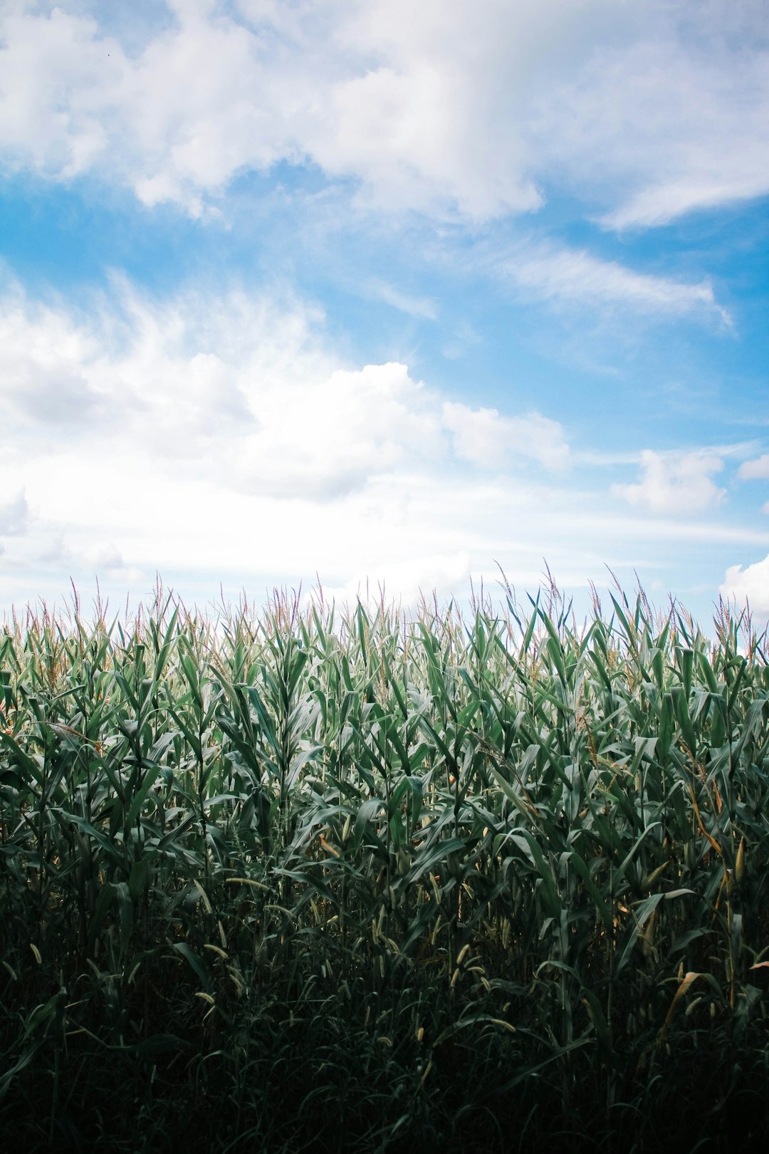 Mature corn stalks grow in a large field under clouds.
